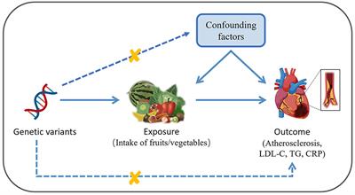 Identifying atheroprotective fruits and vegetables by Mendelian Randomization analysis